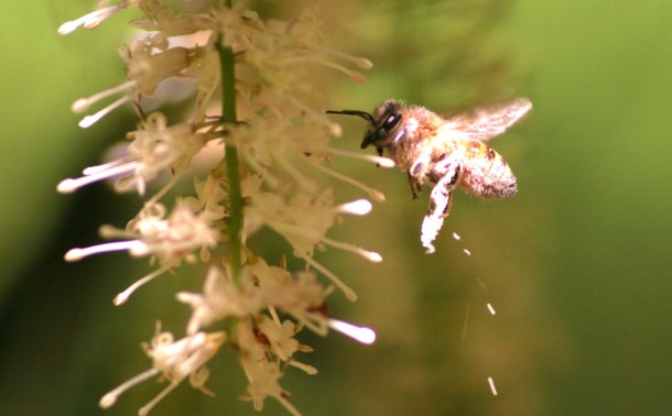ハチによるマカダミアの受粉