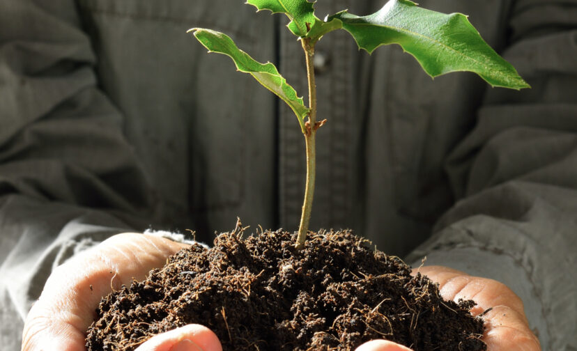 Life with greenマカダミアナッツの木をインテリアの一つに！ 観葉植物