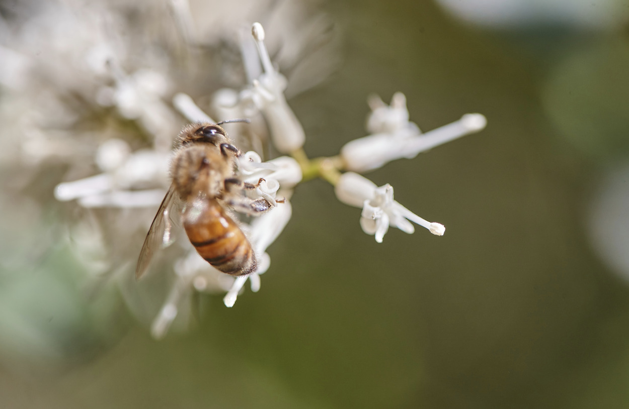 小さなミツバチの持つ大きなパワーに注目！マカダミア農園の働き者